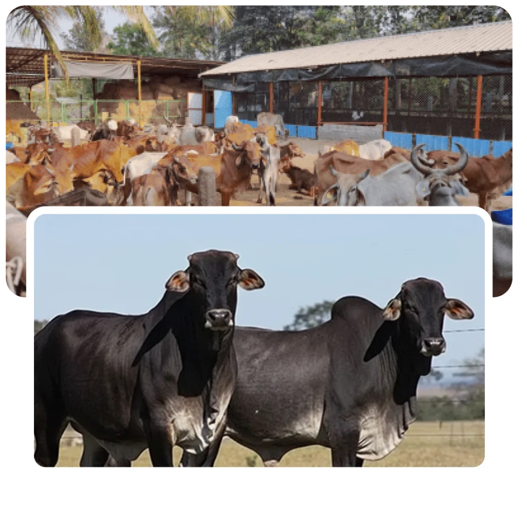 Vrindavana-Goshala-charit